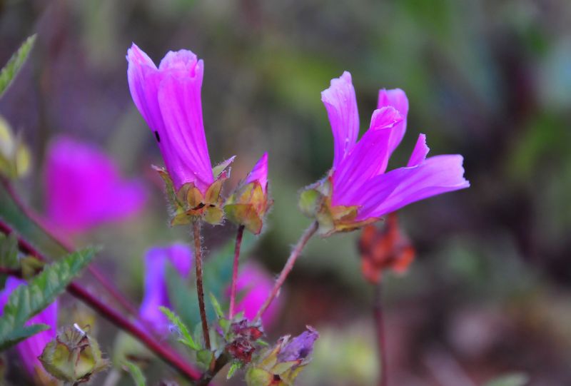 pianta dai fiori rosa acceso - Malope malacoides